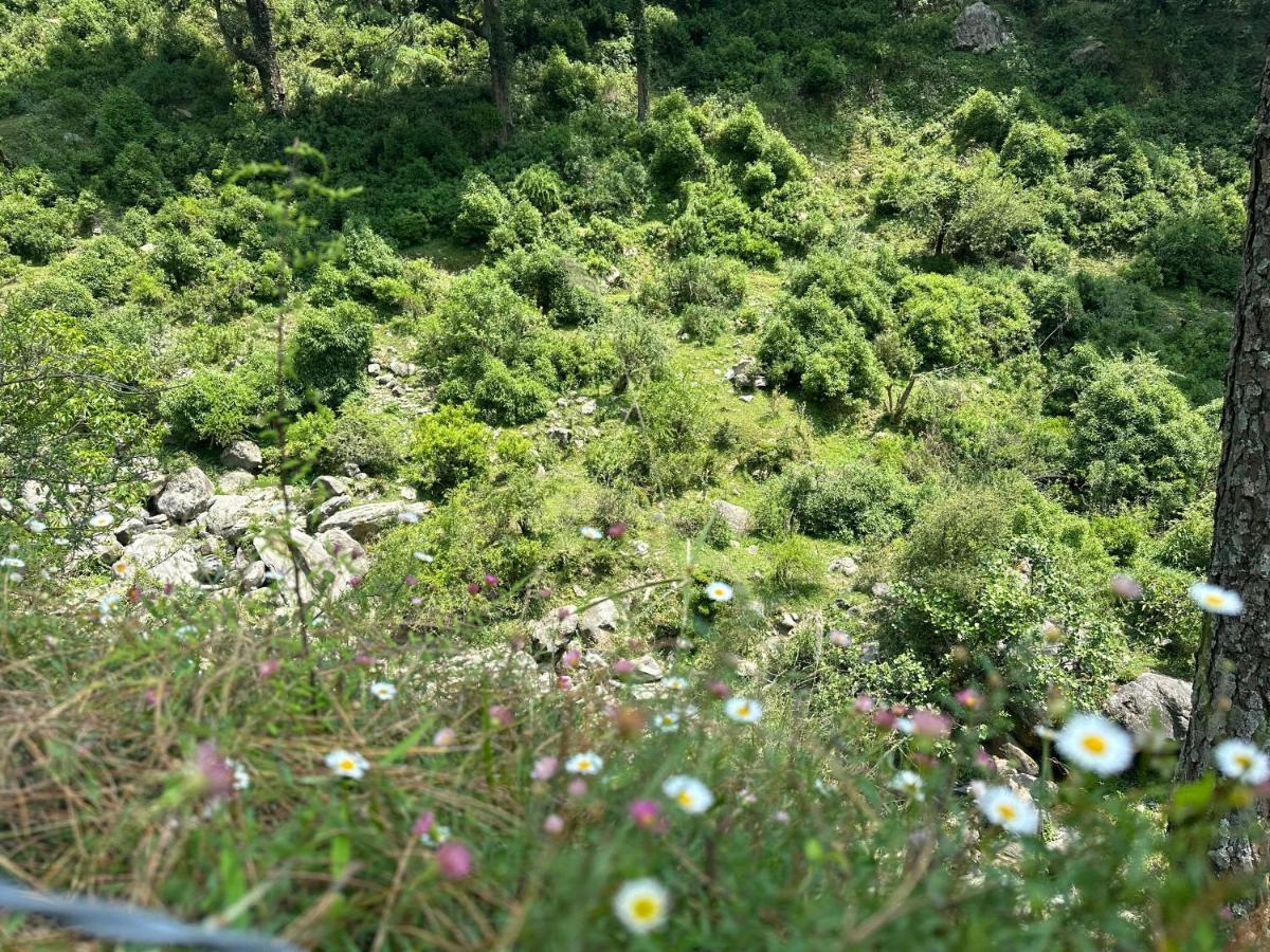 Deodar Village Homestay Devalsari Mussoorie Luaran gambar