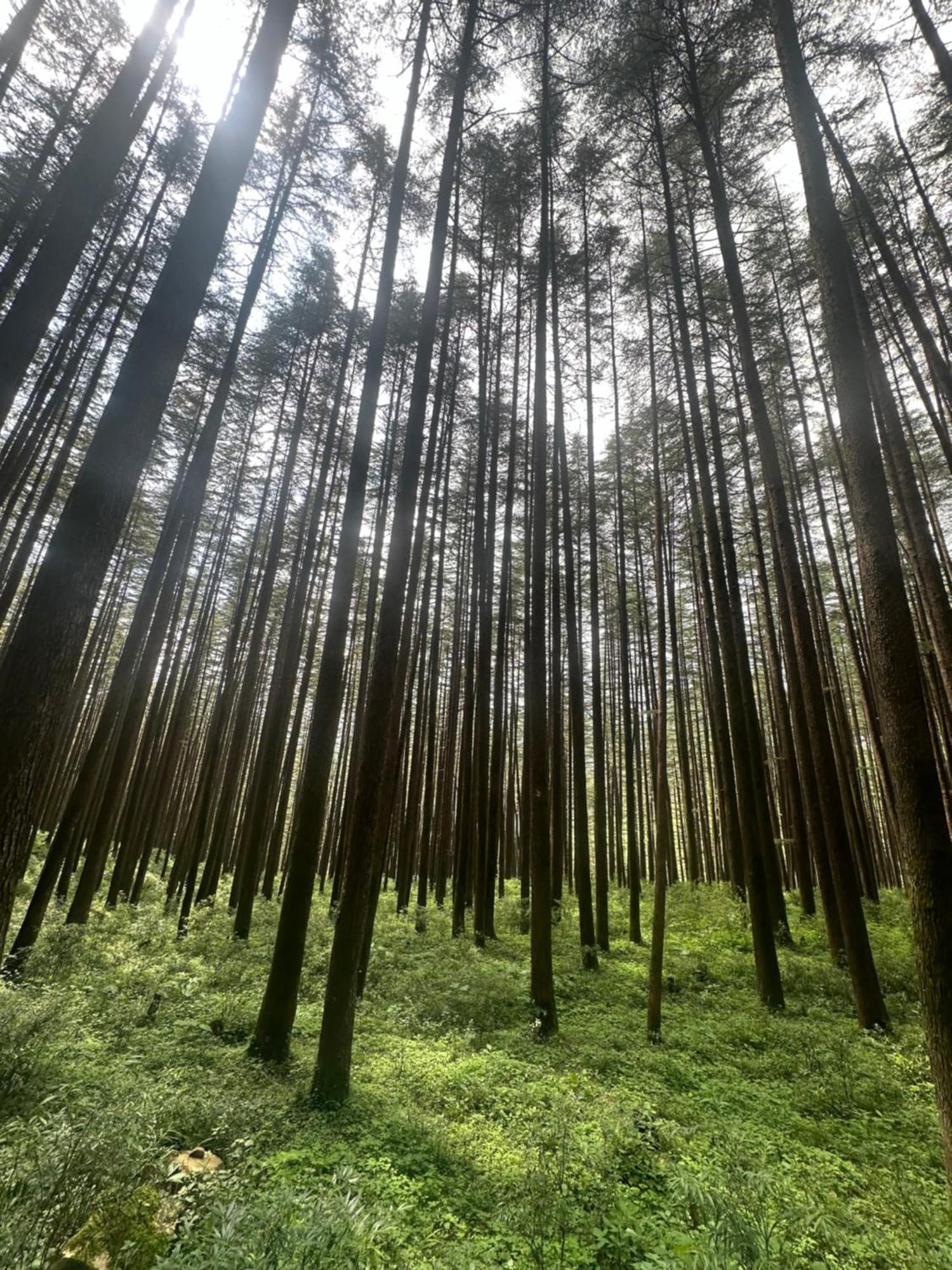 Deodar Village Homestay Devalsari Mussoorie Luaran gambar